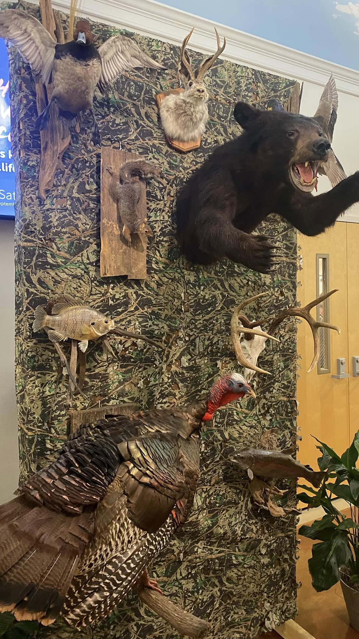 A camo wall of mounted bear, turkey, deer and fish